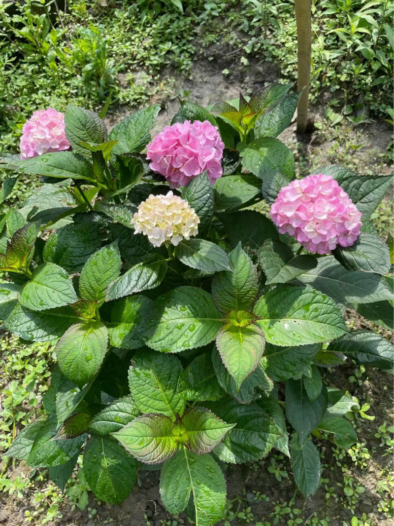 海洋之心_meitu_5.jpg 海洋之心_meitu_5.jpg