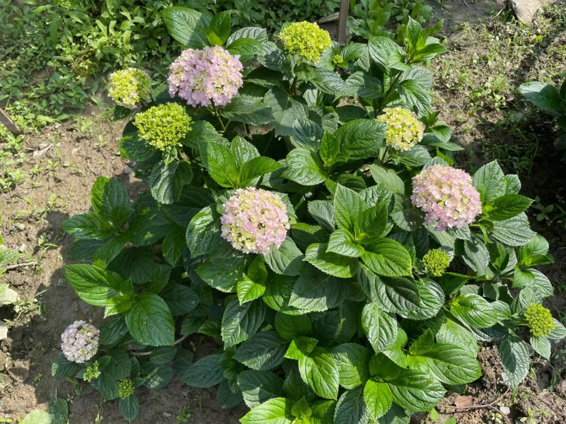 花手鞠_meitu_9.jpg 花手鞠_meitu_9.jpg