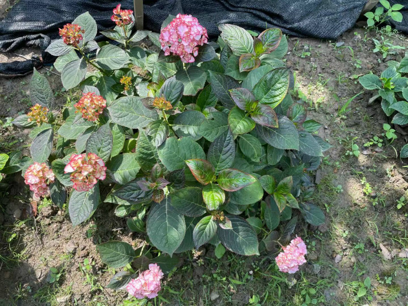 沙織小姐_meitu_7.jpg 沙織小姐_meitu_7.jpg