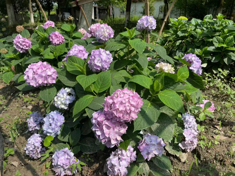 無(wú)盡夏_meitu_8.jpg 無(wú)盡夏_meitu_8.jpg